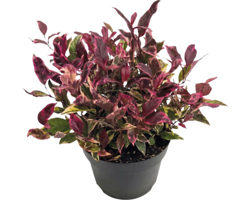 Alternanthera plant met roze-groen bonte bladeren in een zwarte kunststof pot.