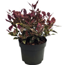 Alternanthera-plant met donkerrode en groene bladeren in een zwarte kunststof pot.