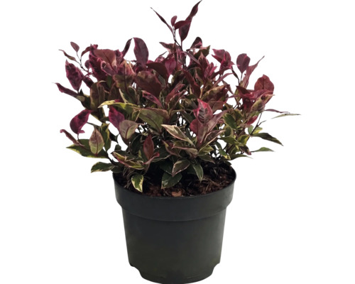 Alternanthera-plant met donkerrode en groene bladeren in een zwarte kunststof pot.