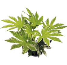 Fatsia japonica Spiders Web kamerplant met bontgekleurde, handvormige bladeren.