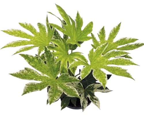 Fatsia japonica Spiders Web kamerplant met bontgekleurde, handvormige bladeren.
