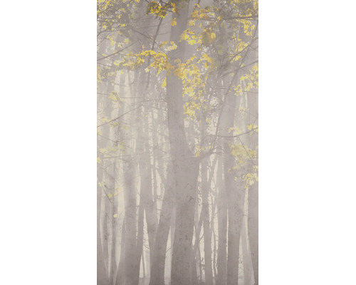 Vlies fotobehang met mistig bosmotief, slanke boomstammen en gele herfstbladeren.