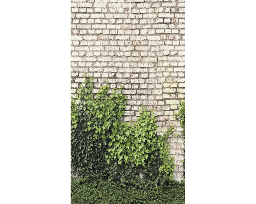 Fotobehang met een motief van een lichte bakstenen muur en opklimmende groene klimop.