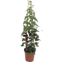 Zwartogige Suzanna (Thunbergia alata) met oranjebruine bloemen in een pot met bamboe klimsteun.