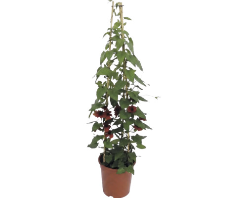 Zwartogige Suzanna (Thunbergia alata) met oranjebruine bloemen in een pot met bamboe klimsteun.