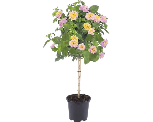 Wisselbloem Lantana camara op stam met roze-gele bloemen in een zwarte plantenpot.