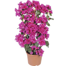 Roze bougainvillea in een kunststof pot met bamboe klimsteun.