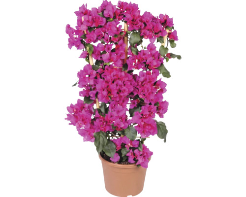 Roze bougainvillea in een kunststof pot met bamboe klimsteun.