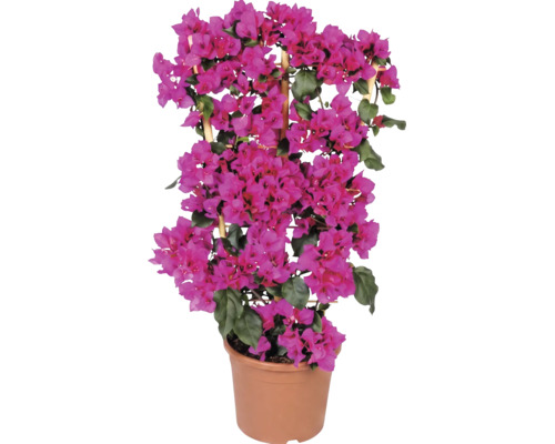 Bougainvillea aan houten klimrek in pot met roze bloemen en groene bladeren.