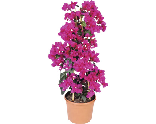 Bougainvillea met roze schutbladeren in pot met bamboe klimsteun.
