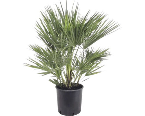 Dwergpalm Chamaerops humilis in zwarte kunststof pot, bossige plant met waaiervormige bladeren.
