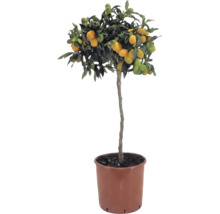 Kumquat op stam Citrus japonica met oranje vruchten en groene bladeren in een bruine kunststof pot.