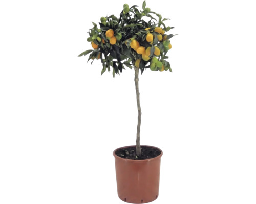 Kumquat op stam Citrus japonica met oranje vruchten en groene bladeren in een bruine kunststof pot.