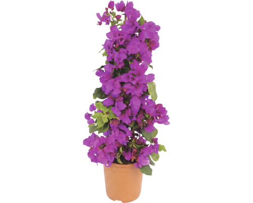 Bloeiende Bougainvillea in een terracotta pot, piramidevorm met paarse schutbladen en groene bladeren.