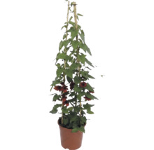 Suzanne met de mooie ogen (Thunbergia alata) met oranje bloemen op bamboe klimrek in kweekpot.