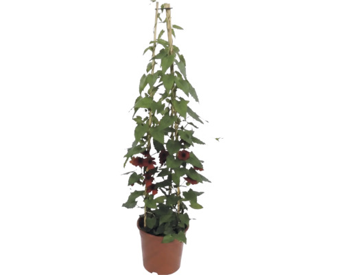 Suzanne met de mooie ogen (Thunbergia alata) met oranje bloemen op bamboe klimrek in kweekpot.