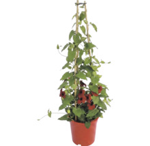 Klimmende Thunbergia alata met rode bloemen in een pot aan een bamboe klimhulp.