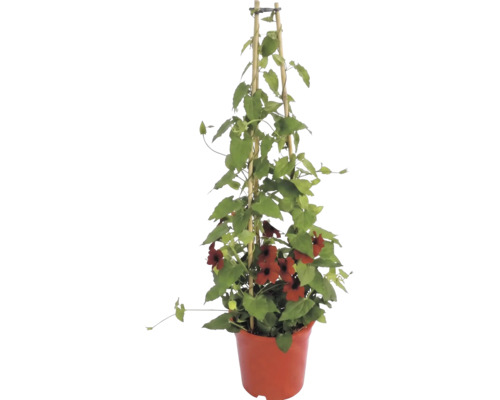 Klimmende Thunbergia alata met rode bloemen in een pot aan een bamboe klimhulp.