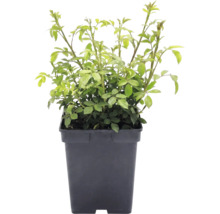 Jonge rozenplant met groene bladeren in een zwarte vierkante plantenpot.