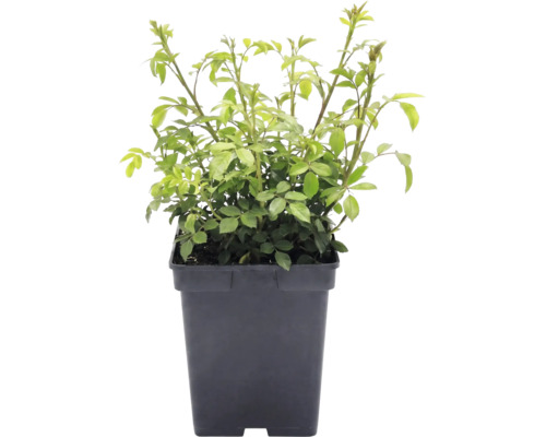 Jonge rozenplant met groene bladeren in een zwarte vierkante plantenpot.