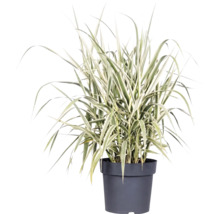 Siergras met bontgekleurde bladeren in een kunststof plantenpot.