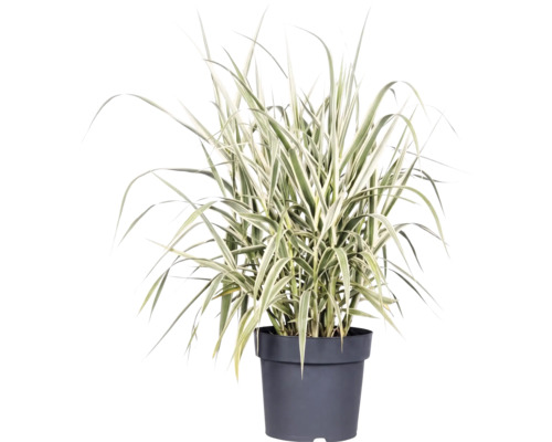 Siergras met bontgekleurde bladeren in een kunststof plantenpot.