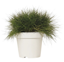 Siergras in witte plantenpot.