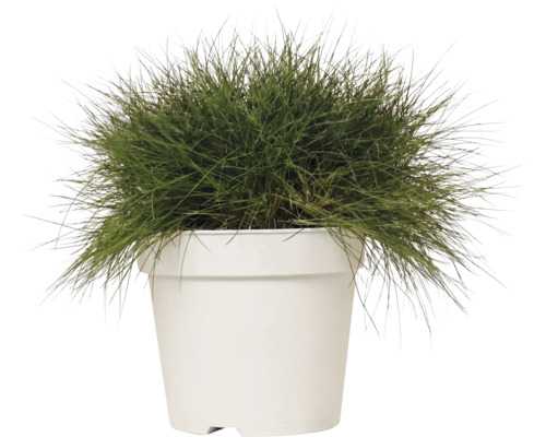 Siergras in witte plantenpot.