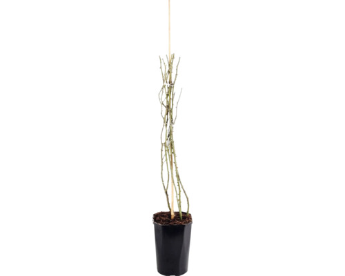 Klimroos in zwarte kunststof pot met bamboestok en doornige takken.