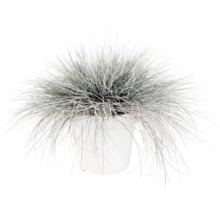 Siergras Zwenkgras Festuca glauca in witte plantenpot.