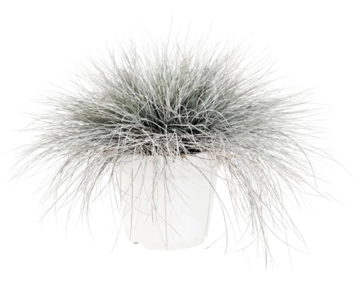 Siergras Zwenkgras Festuca glauca in witte plantenpot.