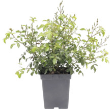Rozenstruik met groene bladeren en knoppen in een grijze plantenpot.