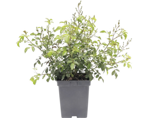 Rozenstruik met groene bladeren en knoppen in een grijze plantenpot.