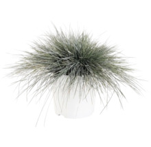 Zwenkgras Festuca glauca in witte bloempot