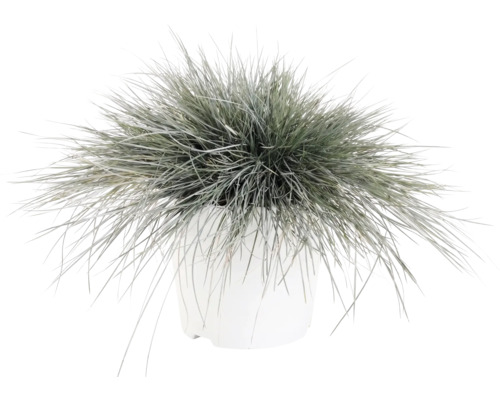 Zwenkgras Festuca glauca in witte bloempot Zwenkgras Festuca glauca in witte bloempot