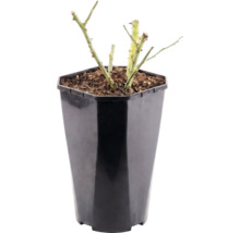 Rozenplant in een hoge, achthoekige, zwarte kunststof pot met zichtbare aarde en doornige stengels.