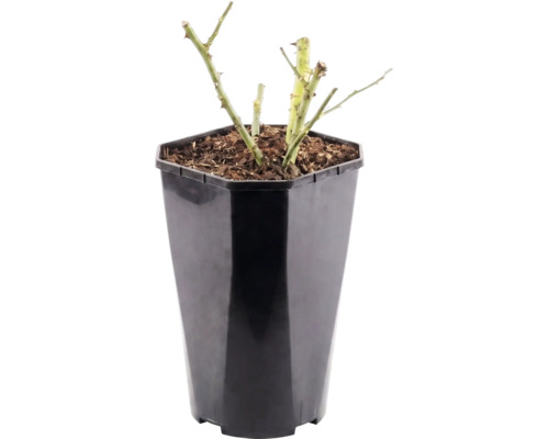 Rozenplant in een hoge, achthoekige, zwarte kunststof pot met zichtbare aarde en doornige stengels.