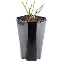 Rozenplant in zwarte kunststof pot, gesnoeid met groene scheuten in aarde.