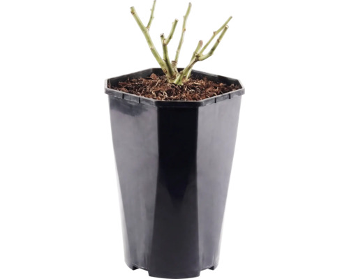 Rozenplant in zwarte kunststof pot, gesnoeid met groene scheuten in aarde.