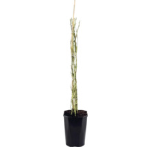 Rozenplant met doornige takken aan een houten stok in een zwarte plantenpot.