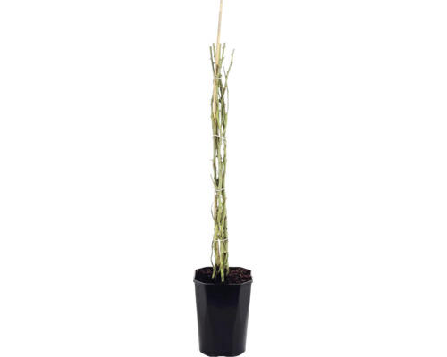 Rozenplant met doornige takken aan een houten stok in een zwarte plantenpot.