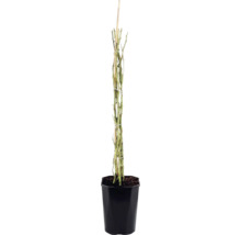Klimroos met doornige takken aan een houten stok in een zwarte kweekpot.