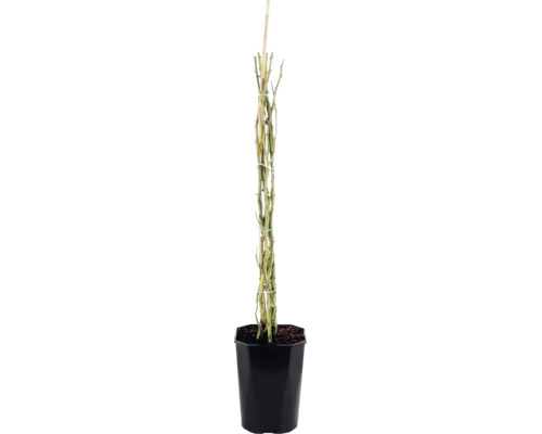 Klimroos met doornige takken aan een houten stok in een zwarte kweekpot.