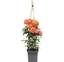 Klimroos met oranje bloemen aan een bamboe klimsteun in een zwarte kunststof pot.
