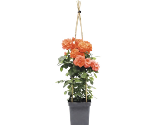 Klimroos met oranje bloemen aan een bamboe klimsteun in een zwarte kunststof pot.