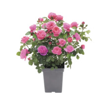 Rozenstruik met roze bloemen en groene bladeren in een grijze kunststof pot.