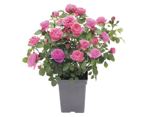 Rozenstruik met roze bloemen en groene bladeren in een grijze kunststof pot.