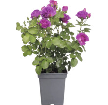 Roos met paarse bloemen en groene bladeren in een grijze kunststof pot.