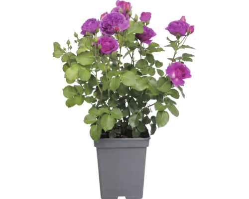 Roos met paarse bloemen en groene bladeren in een grijze kunststof pot.