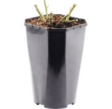 Gesnoeide plantenstelen in een hoge kunststof pot met mulch.